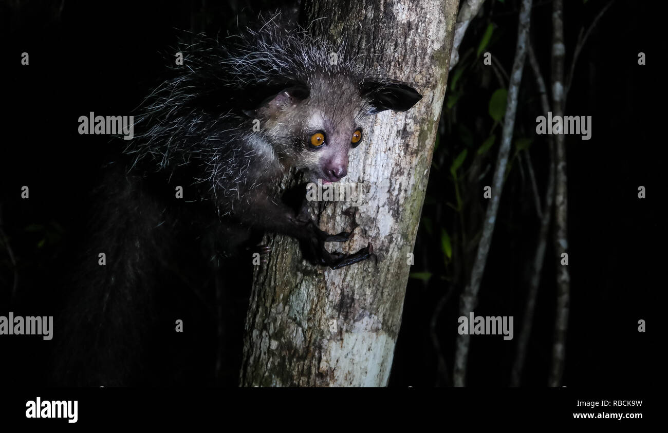 Portrait de nuit de Daubentonia madagascariensis Aye-Aye aka lemur, région Atsinanana à Madagascar Banque D'Images