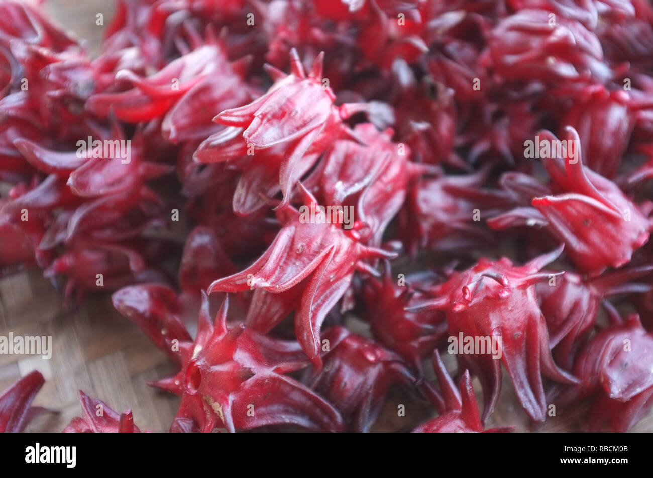 Roselle ou l'hibiscus après la récolte pour la déshydratation et la conservation. Banque D'Images