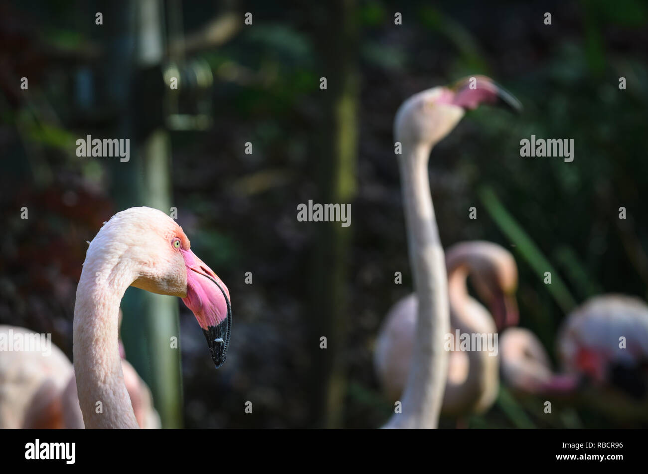 Les flamants (flamants roses) tête dans le foorground, dans la forêt. Ils sont un type d'oiseau échassier de la famille des Coraciidés. Banque D'Images