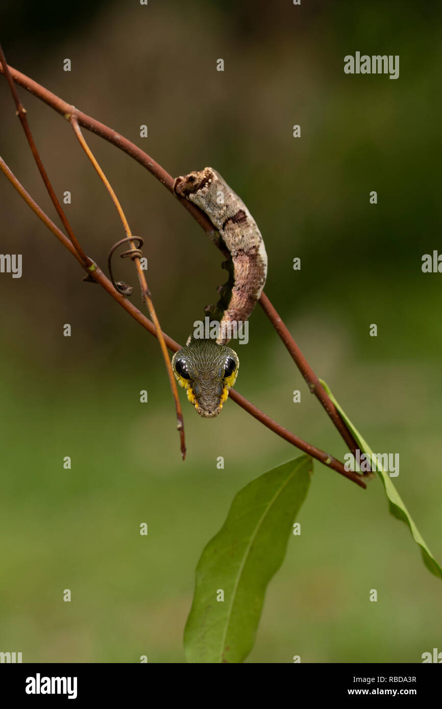 Mimic Snake Caterpillar. Larve d'un sphinx hawk moth (Hemeroplanes triptolemus). Maijuna ACR, Rio Napo, Pérou Banque D'Images