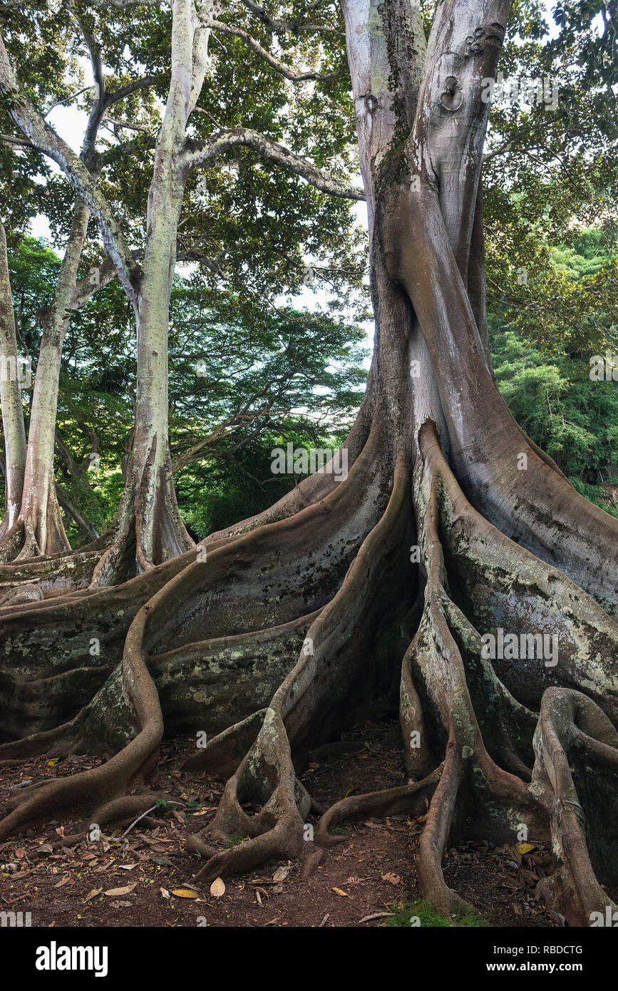 La baie de Moreton de figuiers de jardins tropicaux dans National Allerton Kauai, Hawaii. Banque D'Images