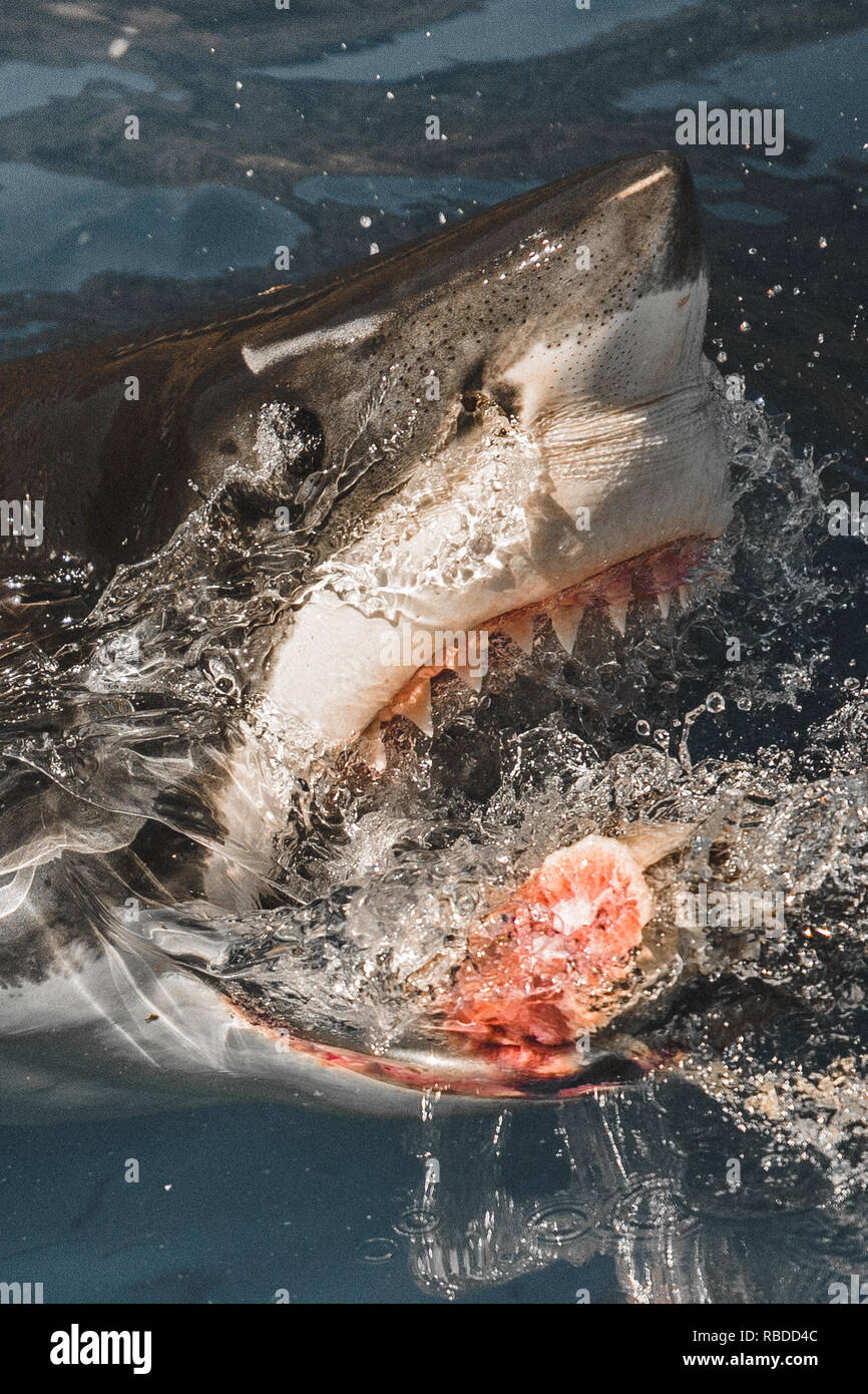 L'ÎLE DE GUADALUPE, AU MEXIQUE : un grand requin blanc des brèches dans l'île de Guadalupe au large des côtes du Mexique. Un grand requin blanc a été capturé dans la lentille d'une caméra sous-marine du photographe britannique, mettant en valeur sa grande construction d'une tonne et 300 pour des dents. Une autre image montre le grand respect qu'il mord dans un morceau d'appât, mettant en relief le pouvoir de ces prédateurs de la mer magnifique. Le prédateur peut également être vu juste sous la surface de l'eau ondulante, fin submergé dans la mâchoires classique pose. Euan Oban Rannachan propose / www.mediadrumworld.com Banque D'Images