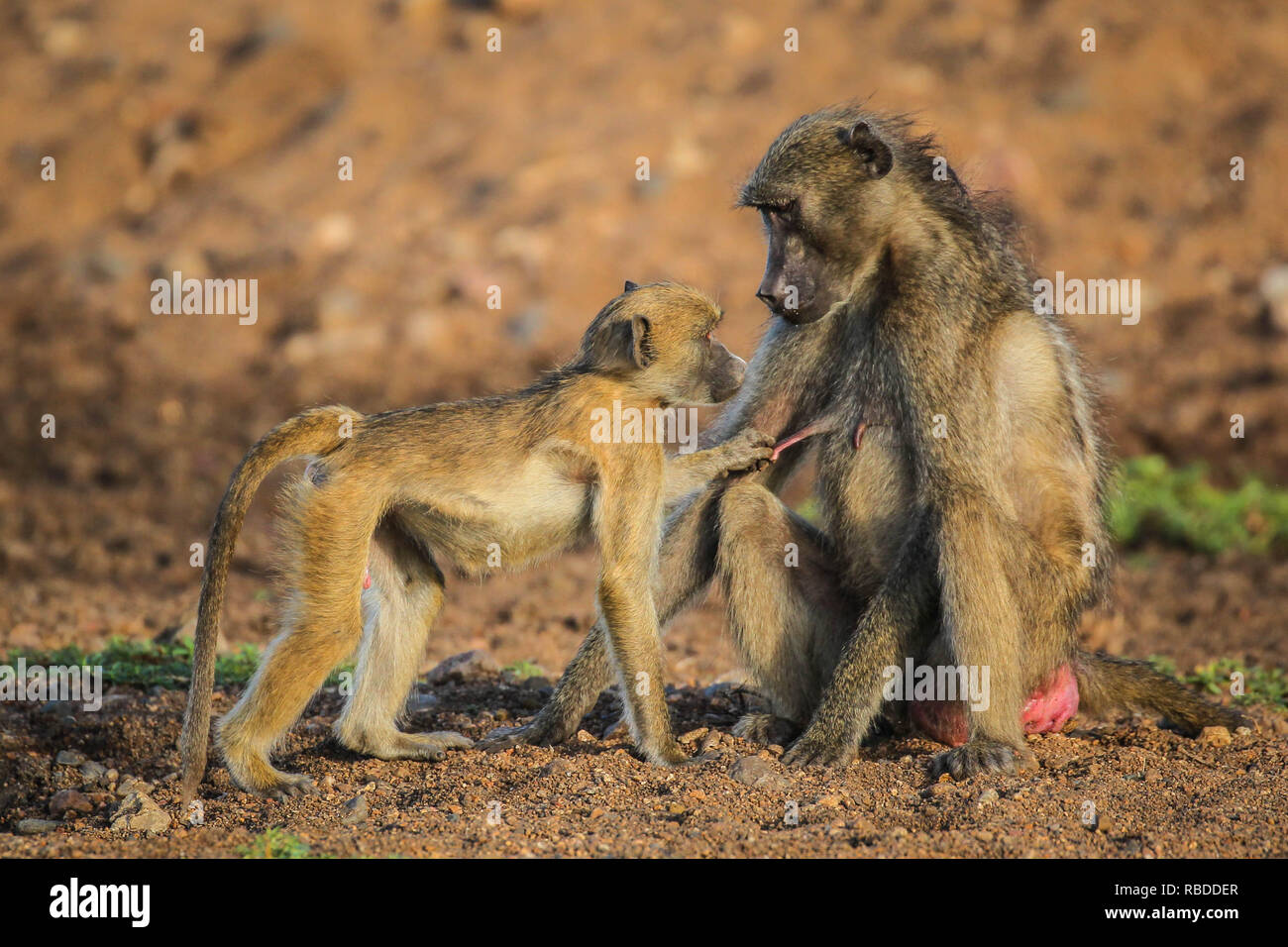 Ce petit singe est risquer la colère de sa mère après lui un énorme mamelon twister. L'amusant photos montrent le babouin Chacma juvénile tirant le téton de l'adultes loin de sa poitrine et lui donnant une grande torsion. Drôles d'autres photographies montrent le bébé babouin câlins à sa mère alors qu'il s'affiche pour demander le pardon et puis se lever pour plus de malice alors qu'il tente de monter sur son dos. Le côté-splitting images ont été capturées à la rivière Shingwedzi dans Kruger National Park, Afrique du Sud par le gestionnaire de production John Mullineux (34) de Secunda, Afrique du Sud. Mediadrumimages / John Mullin Banque D'Images