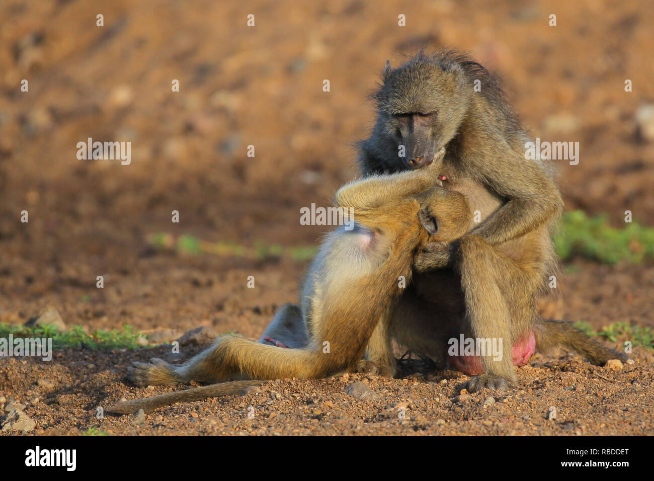 Ce petit singe est risquer la colère de sa mère après lui un énorme mamelon twister. L'amusant photos montrent le babouin Chacma juvénile tirant le téton de l'adultes loin de sa poitrine et lui donnant une grande torsion. Drôles d'autres photographies montrent le bébé babouin câlins à sa mère alors qu'il s'affiche pour demander le pardon et puis se lever pour plus de malice alors qu'il tente de monter sur son dos. Le côté-splitting images ont été capturées à la rivière Shingwedzi dans Kruger National Park, Afrique du Sud par le gestionnaire de production John Mullineux (34) de Secunda, Afrique du Sud. Mediadrumimages / John Mullin Banque D'Images
