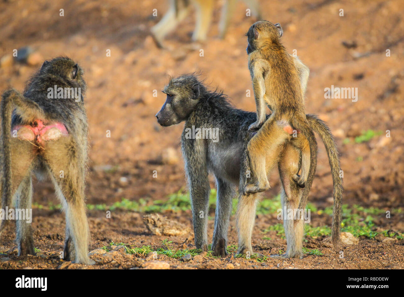 Ce petit singe est risquer la colère de sa mère après lui un énorme mamelon twister. L'amusant photos montrent le babouin Chacma juvénile tirant le téton de l'adultes loin de sa poitrine et lui donnant une grande torsion. Drôles d'autres photographies montrent le bébé babouin câlins à sa mère alors qu'il s'affiche pour demander le pardon et puis se lever pour plus de malice alors qu'il tente de monter sur son dos. Le côté-splitting images ont été capturées à la rivière Shingwedzi dans Kruger National Park, Afrique du Sud par le gestionnaire de production John Mullineux (34) de Secunda, Afrique du Sud. Mediadrumimages / John Mullin Banque D'Images