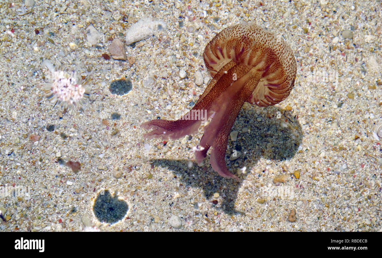 Pelagia noctiluca méduses dans la mer de l'île de Gozo, Malte Banque D'Images