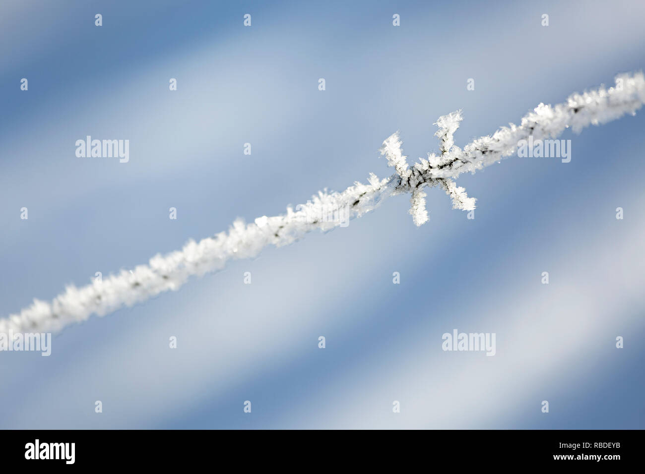 Cristaux de glace scintillants sur une clôture en fil barbelé après une nuit de gel, dans l'Eifel, près de Monschau, l'Allemagne. Banque D'Images