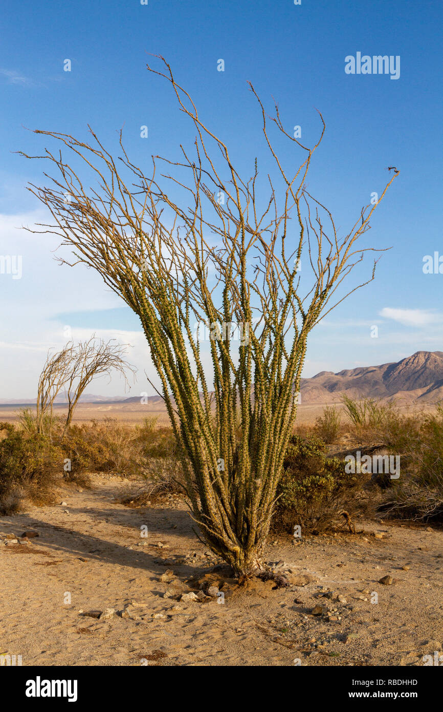 A la société (fouquieria splendens) BUSH, Joshua Tree National Park, CA, États-Unis. Banque D'Images