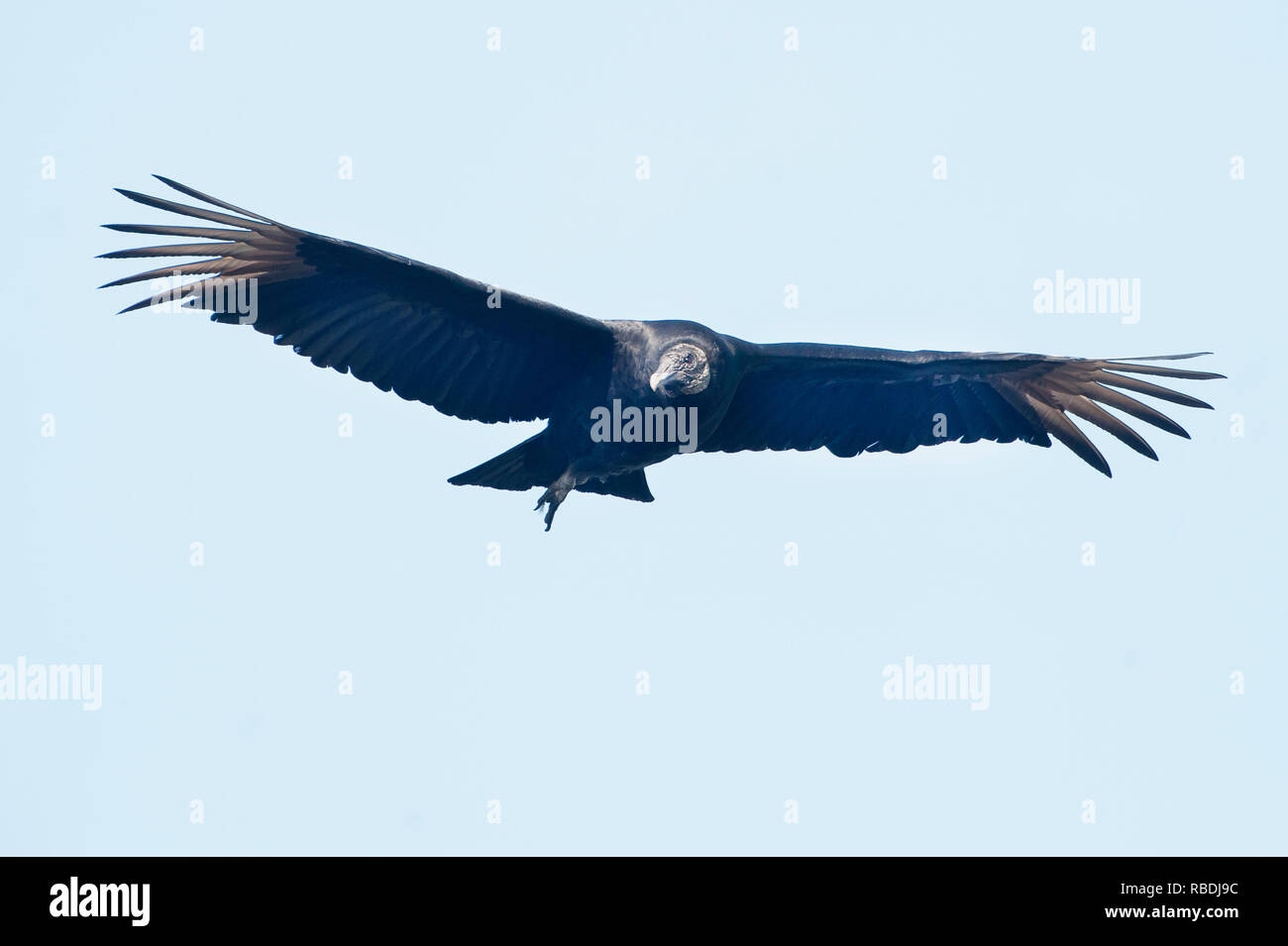 Vol de vautour noir avec ailes propagation Banque D'Images