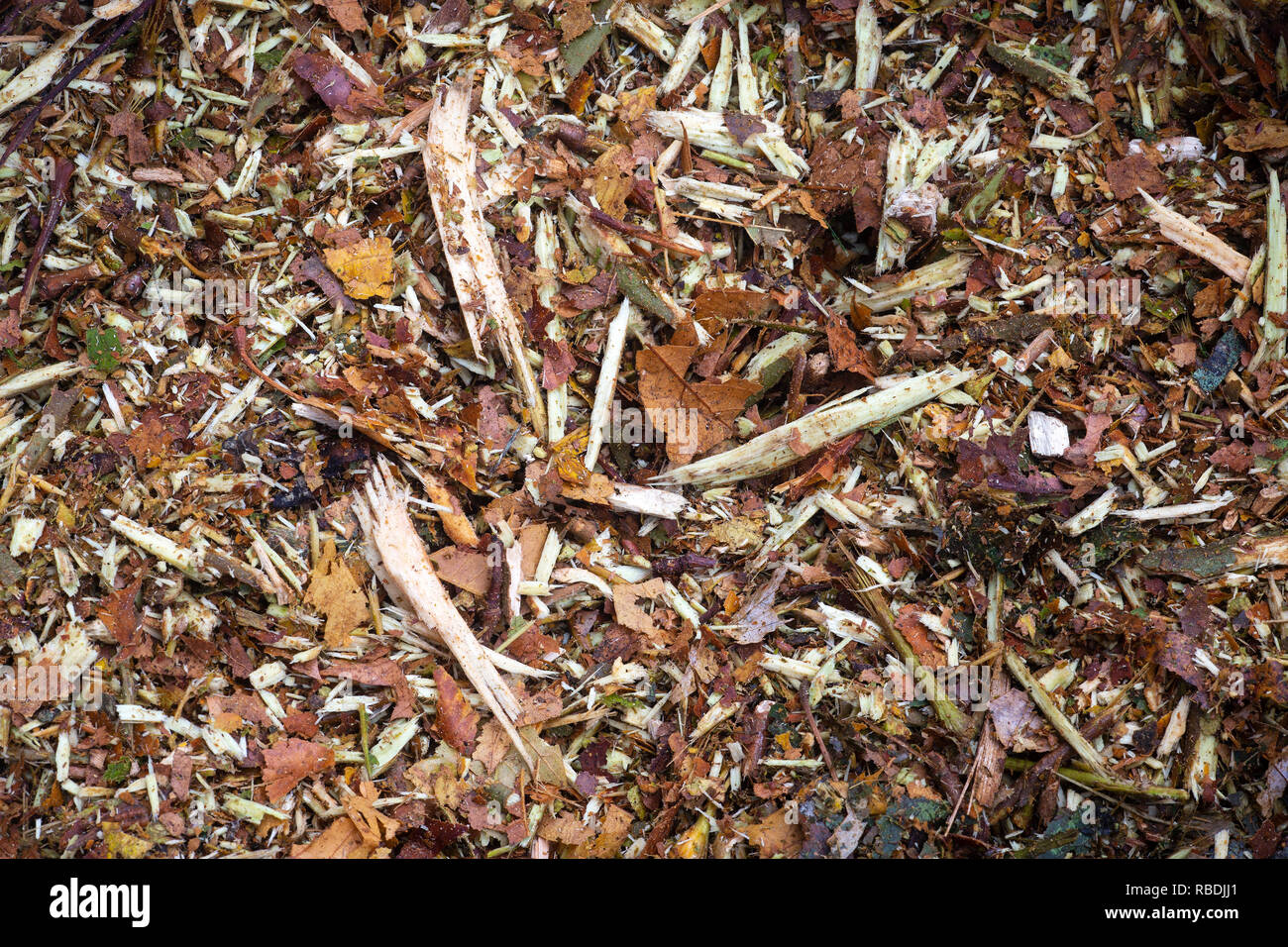 Une photo d'un aux copeaux de bois raméal (RCW) heap. Utilisés comme paillis, les copeaux servent à rétablir l'activité biologique du sol. Banque D'Images
