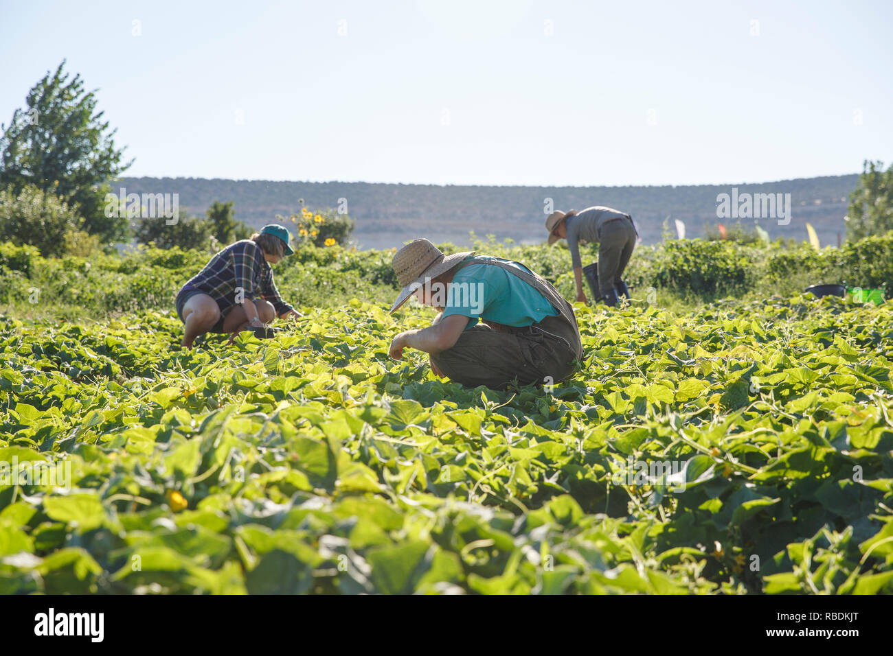 Les agriculteurs récoltent des légumes bio tout en s'agenouillant dans le domaine agricole Banque D'Images