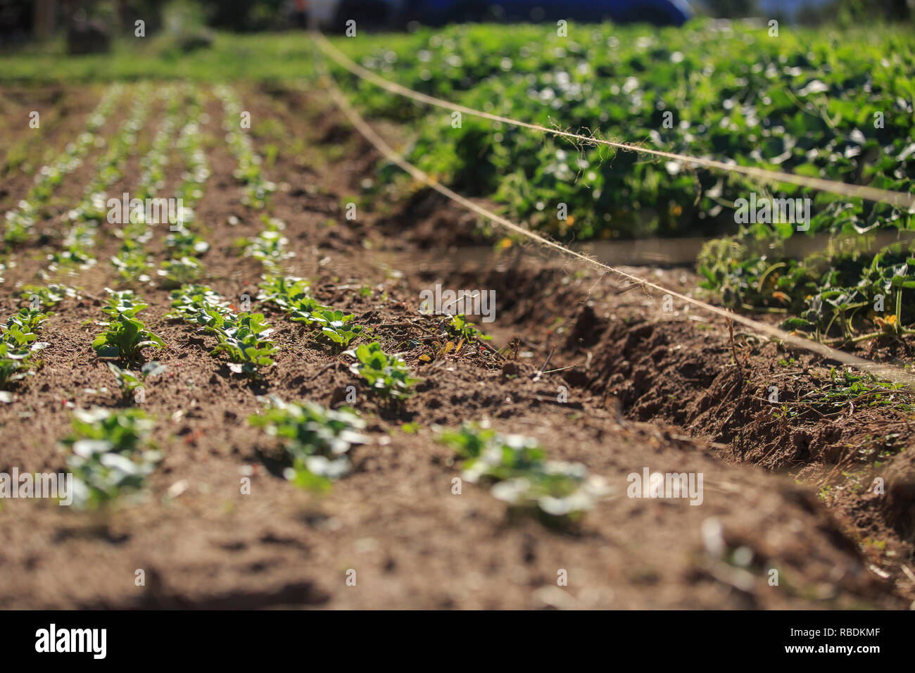 Un champ de petits légumes verts poussent dans les lignes d'un champ d'une ferme biologique Banque D'Images