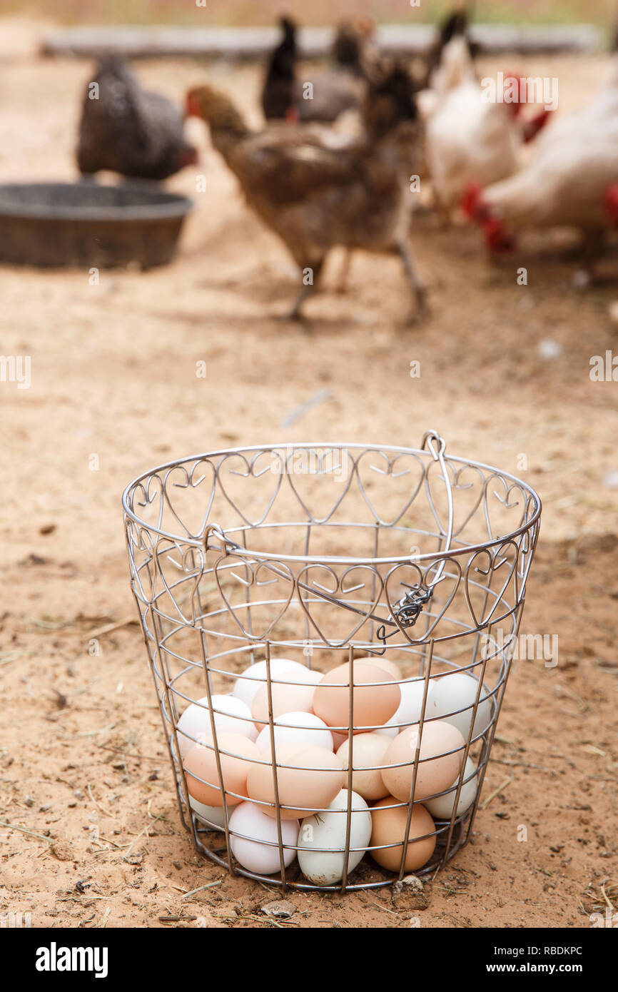 Un panier métallique à moitié d'oeufs biologiques se trouve sur le terrain avec des poules marcher dans l'arrière-plan Banque D'Images