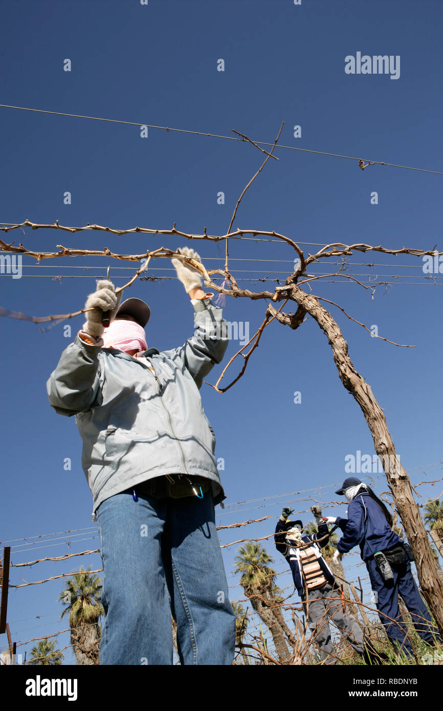 Les femmes vietnamiennes travaillant comme ouvriers agricoles sur un vignoble de raisin de table sont couverts de la tête aux pieds avec des vêtements de protection. Banque D'Images