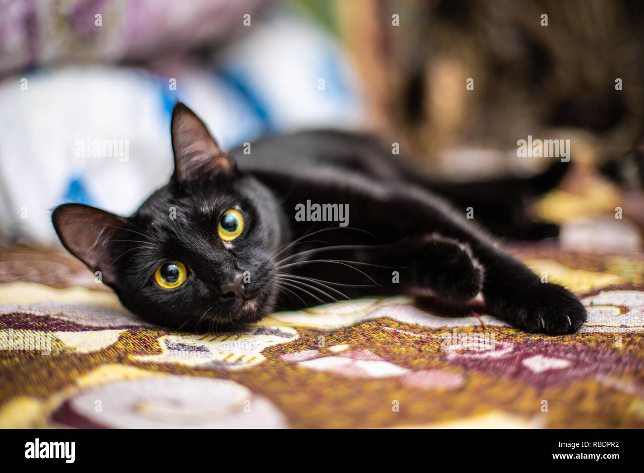 Funny beau chat noir à la maison Banque D'Images