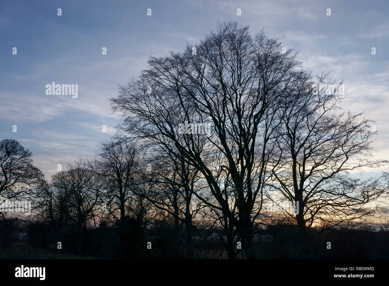 Un coucher de soleil derrière les arbres dans la Comtesse de Chester Country Park près de l'hôpital à Chester UK Banque D'Images