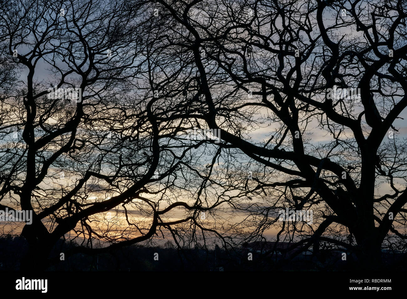 Un coucher de soleil à travers des arbres dans la Comtesse de Chester Country Park près de l'hôpital à Chester UK Banque D'Images