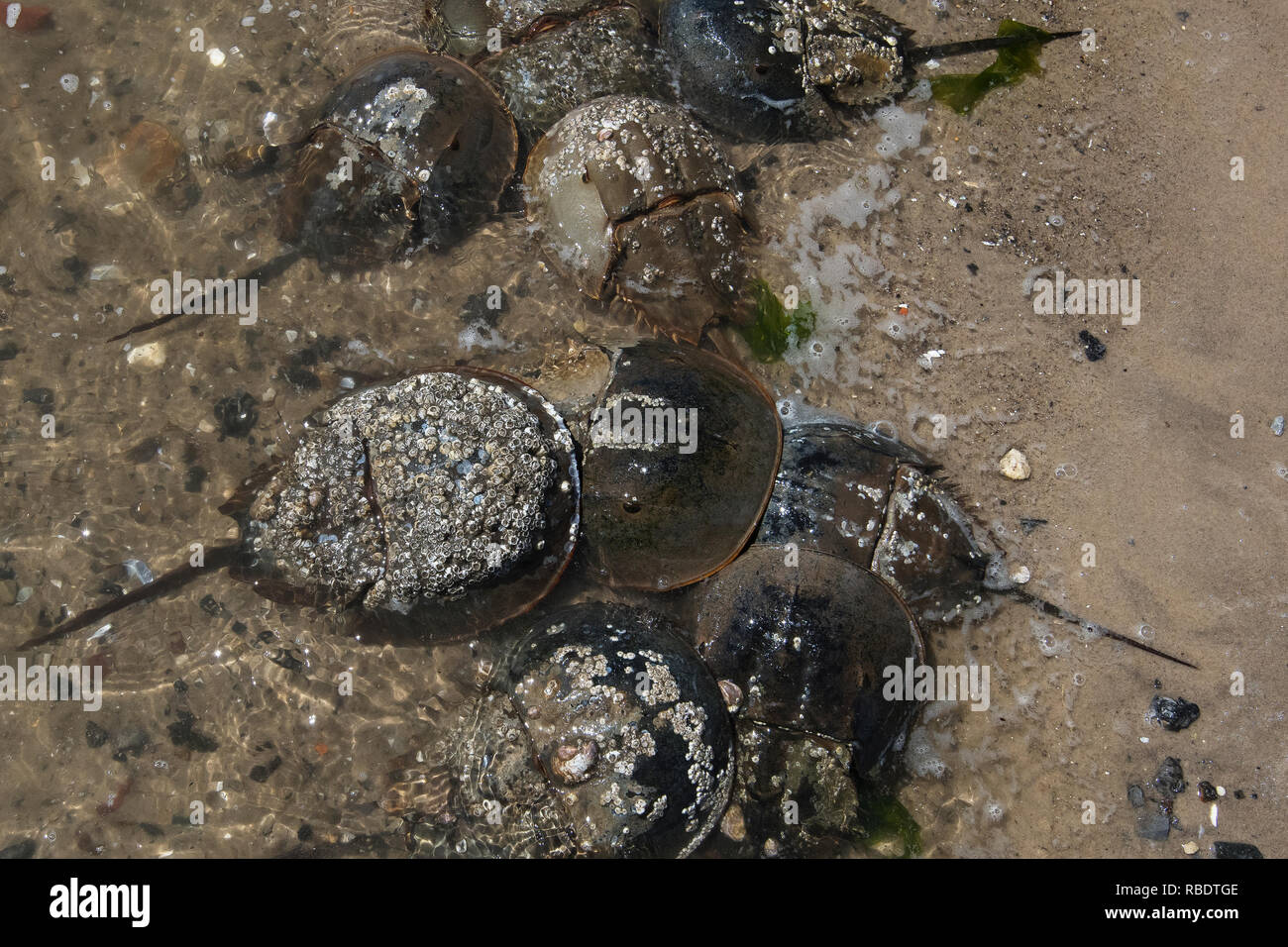 L'Atlantique accouplement limules à marée haute à la fin du mois de mai Banque D'Images