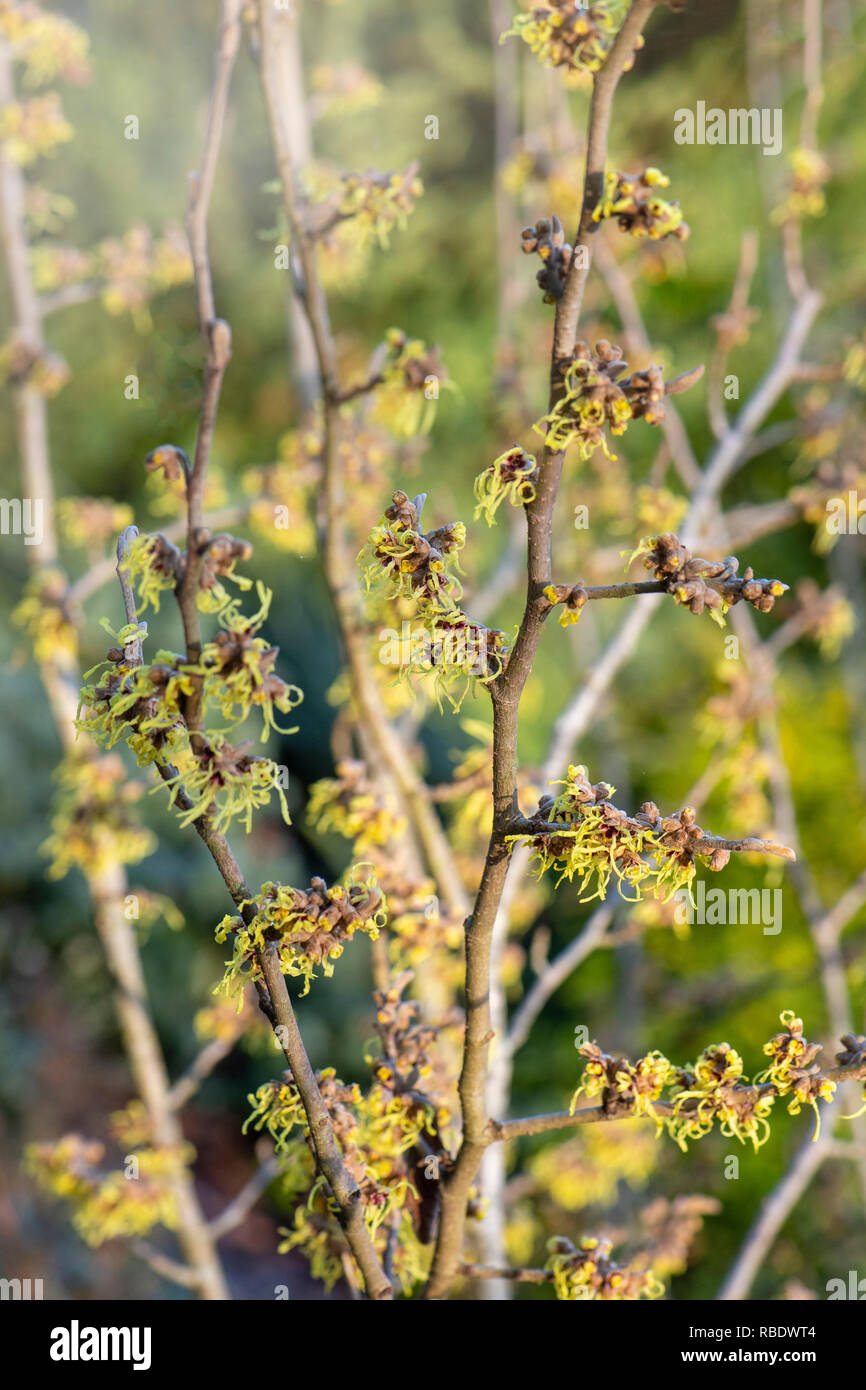 Close-up image de la couleur vibrante, printemps/hiver floraison arbuste Hamamélis également connu sous le nom de Witch Hazel. Banque D'Images