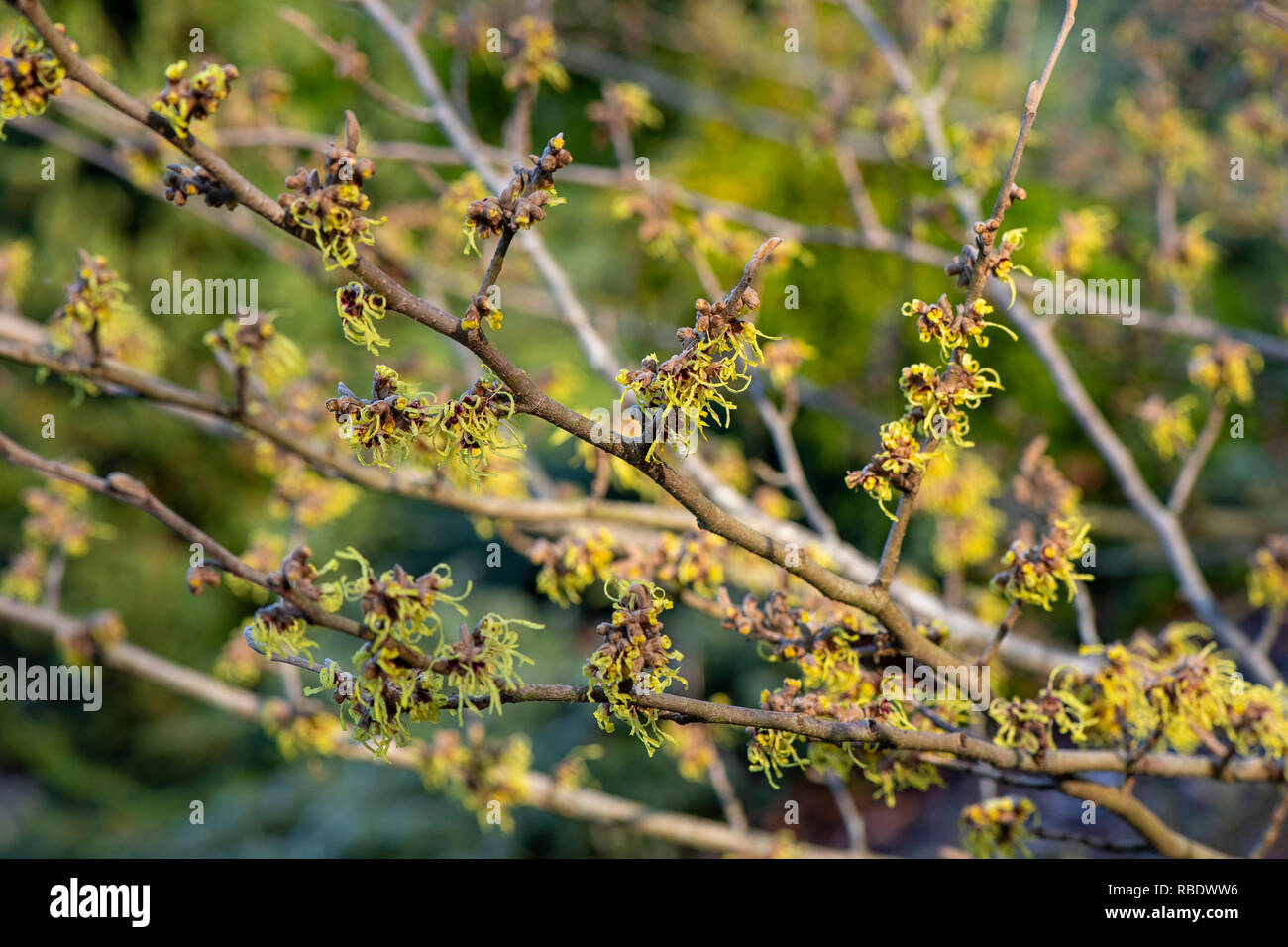 Close-up image de la couleur vibrante, printemps/hiver floraison arbuste Hamamélis également connu sous le nom de Witch Hazel. Banque D'Images