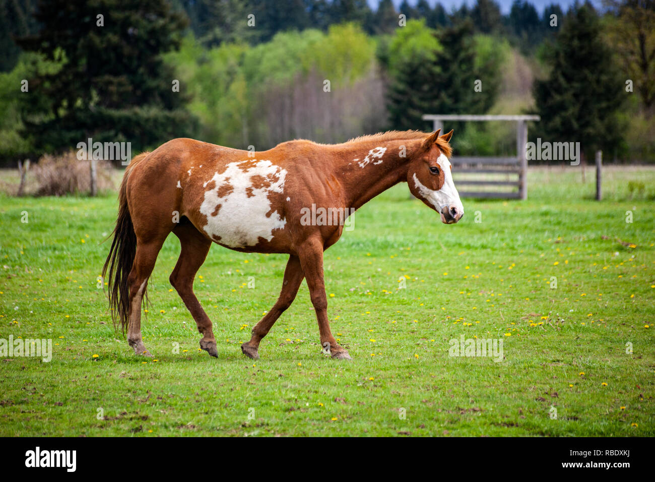 Balades à cheval à motifs Overo dans pâturage au printemps avec la coloration brune et blanche et de côté Banque D'Images