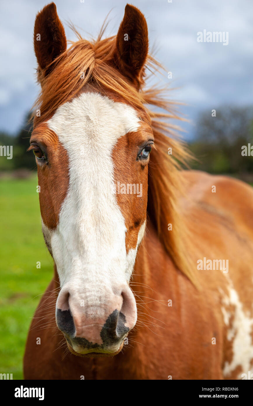 Le portrait de l'overo, cheval qui est brun et blanc avec deux yeux de couleur marron et un bleu un Banque D'Images