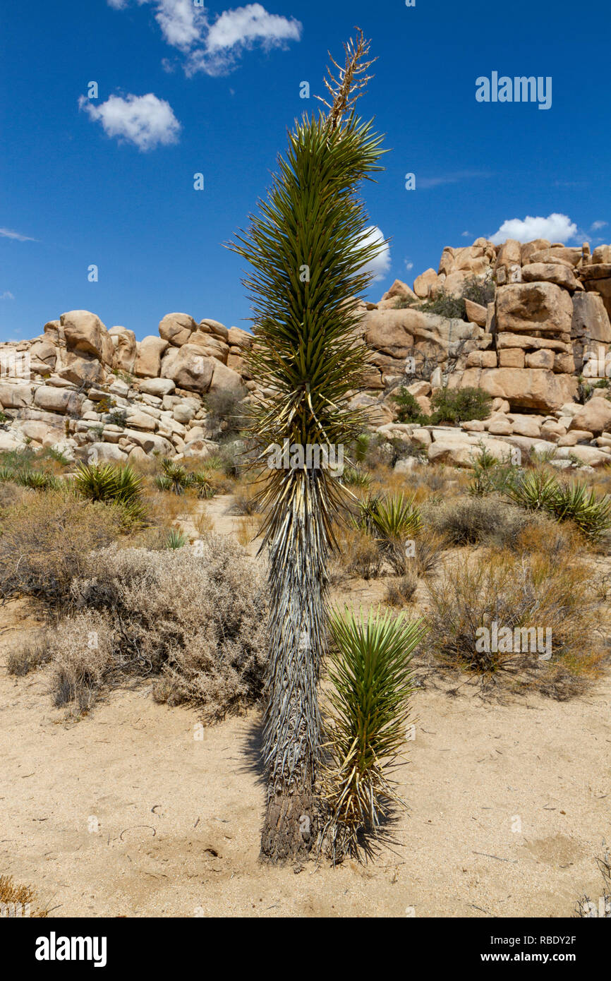 Un jeune Joshua tree dans le Barker Dam, du Parc National de Joshua Tree, California, United States. Banque D'Images