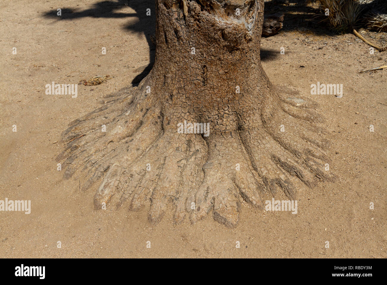 La base d'un Joshua tree (Yucca brevifolia) dans la zone du barrage de Barker le parc national de Joshua Tree, California, United States. Banque D'Images