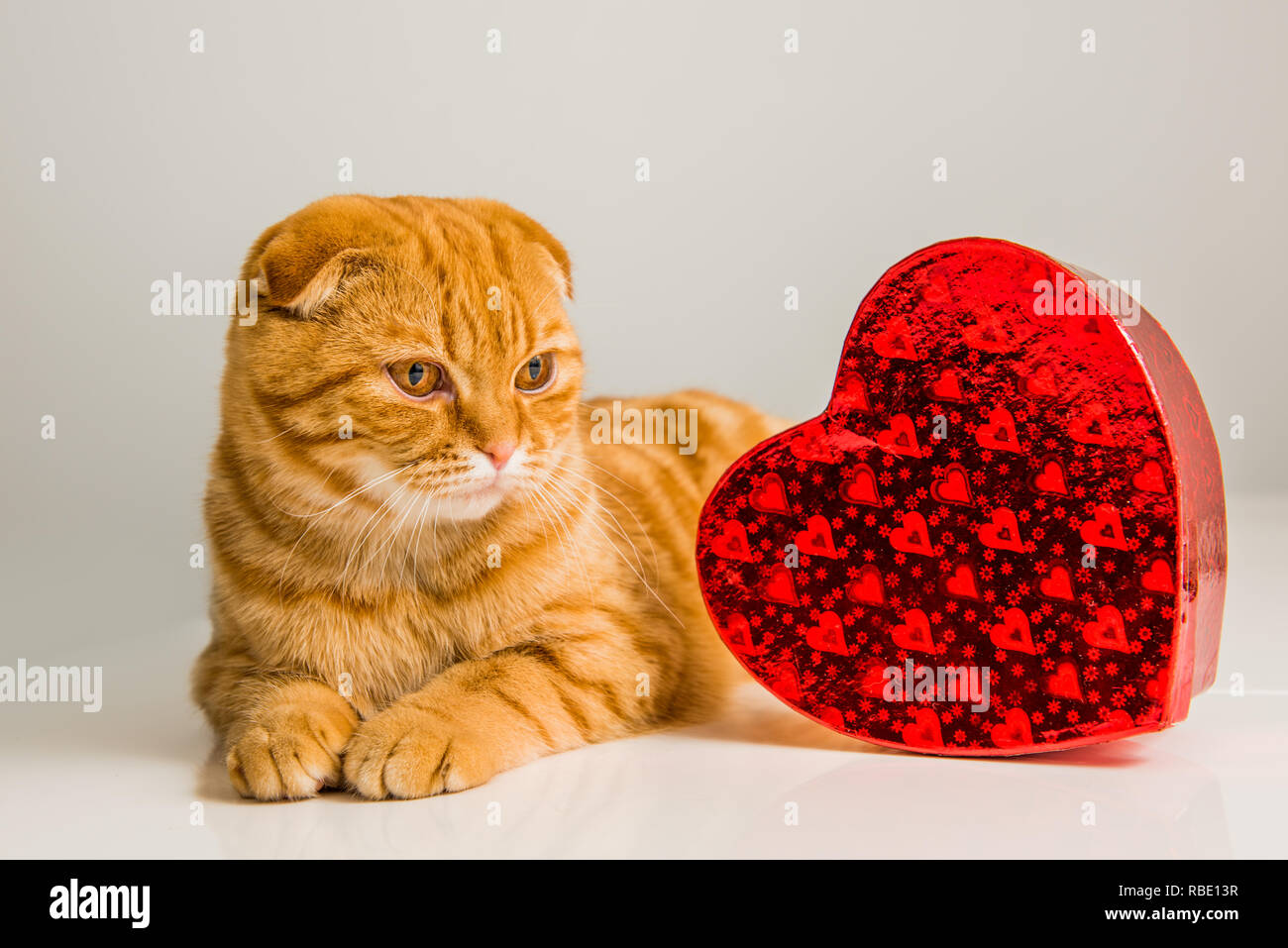 Scottish Fold chat rouge avec boîte coeur rouge Banque D'Images