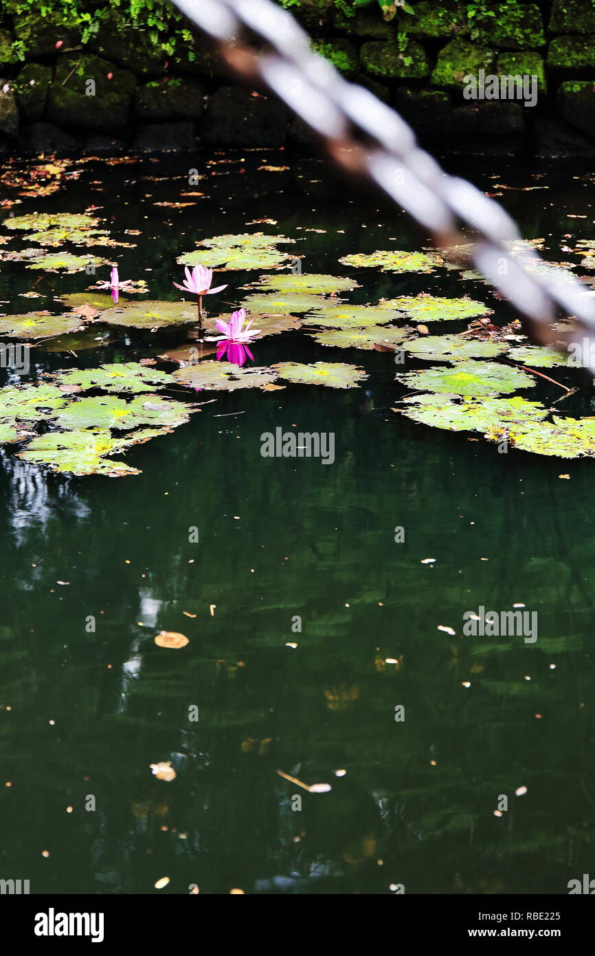 La floraison des nénuphars et des feuilles mortes d'arbres flottant sur l'obscurité-encore-eaux reflétant des douves enclircling les remparts en pierre d'Intramuros o Banque D'Images