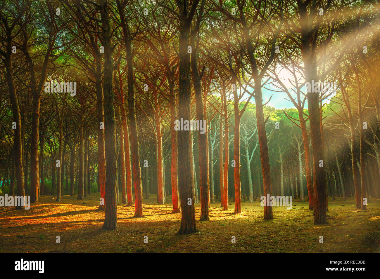 Pin Maritime Itaian forêt brumeuse ou pinède, Marina di Cecina, Maremme, Toscane, Italie. Banque D'Images