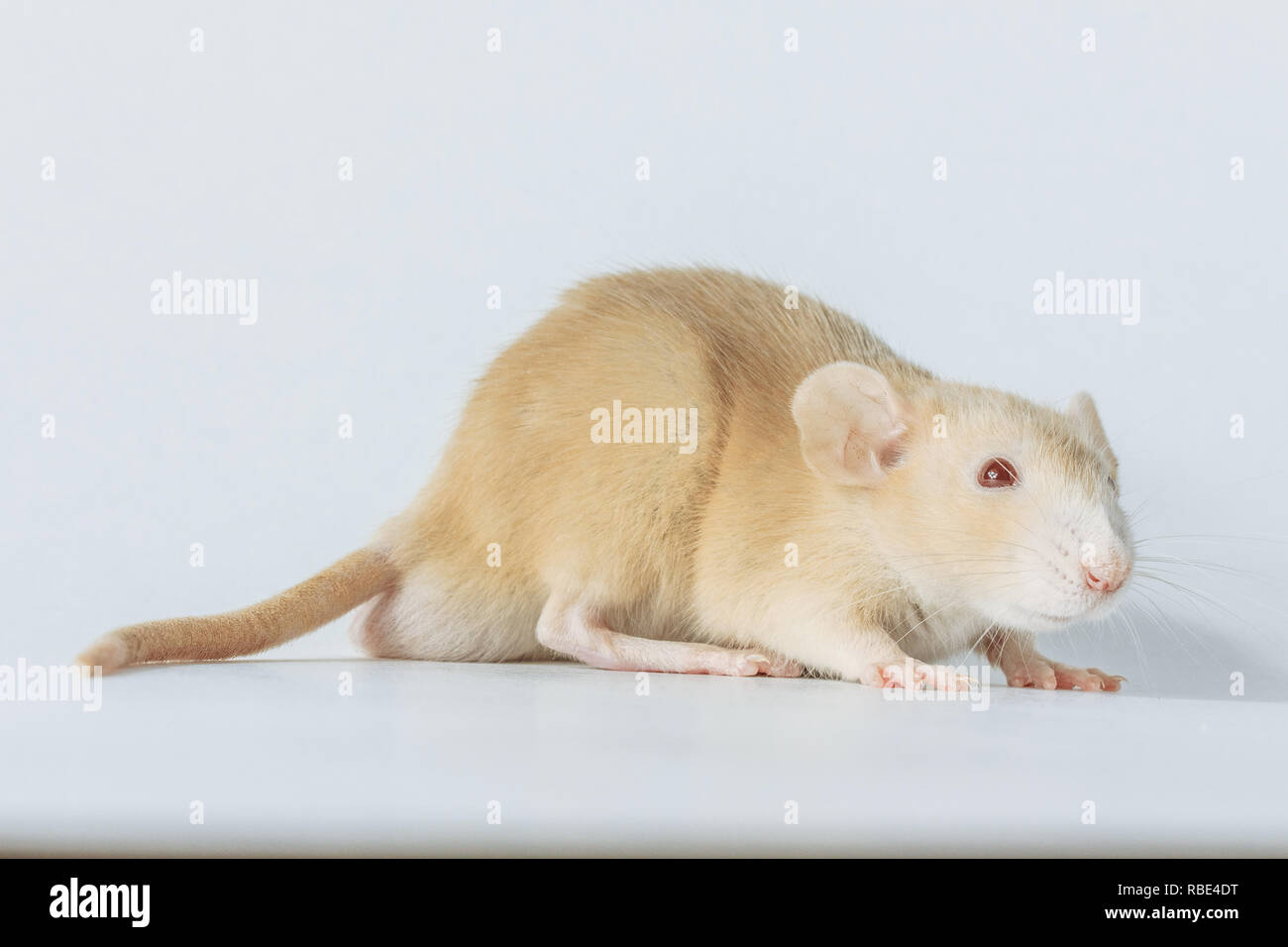 Souris rat de laboratoire blanc aux yeux rouges isolé sur fond blanc Banque D'Images