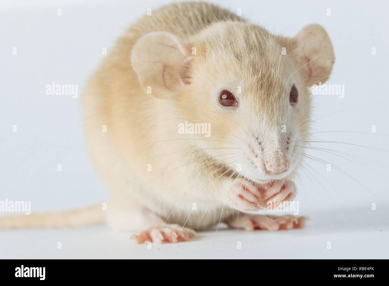 Souris rat de laboratoire blanc aux yeux rouges isolé sur fond blanc Photo  Stock - Alamy