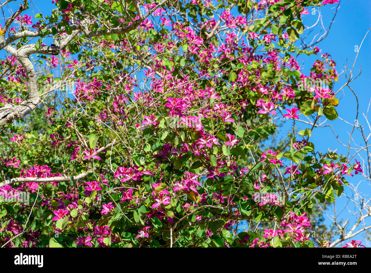 Hong Kong (Arbre Orchidée × Bauhinia blakeana) - Topeekeegee Yugnee (TY) Park, Hollywood, Floride, USA Banque D'Images