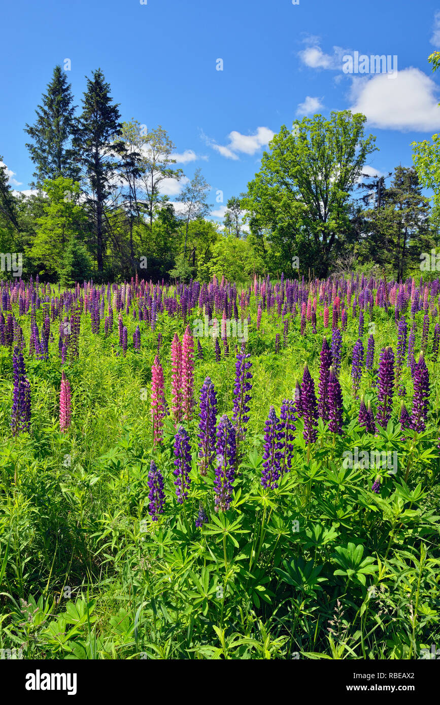 Un champ de lupins, Danbury, Wisconsin, États-Unis Banque D'Images