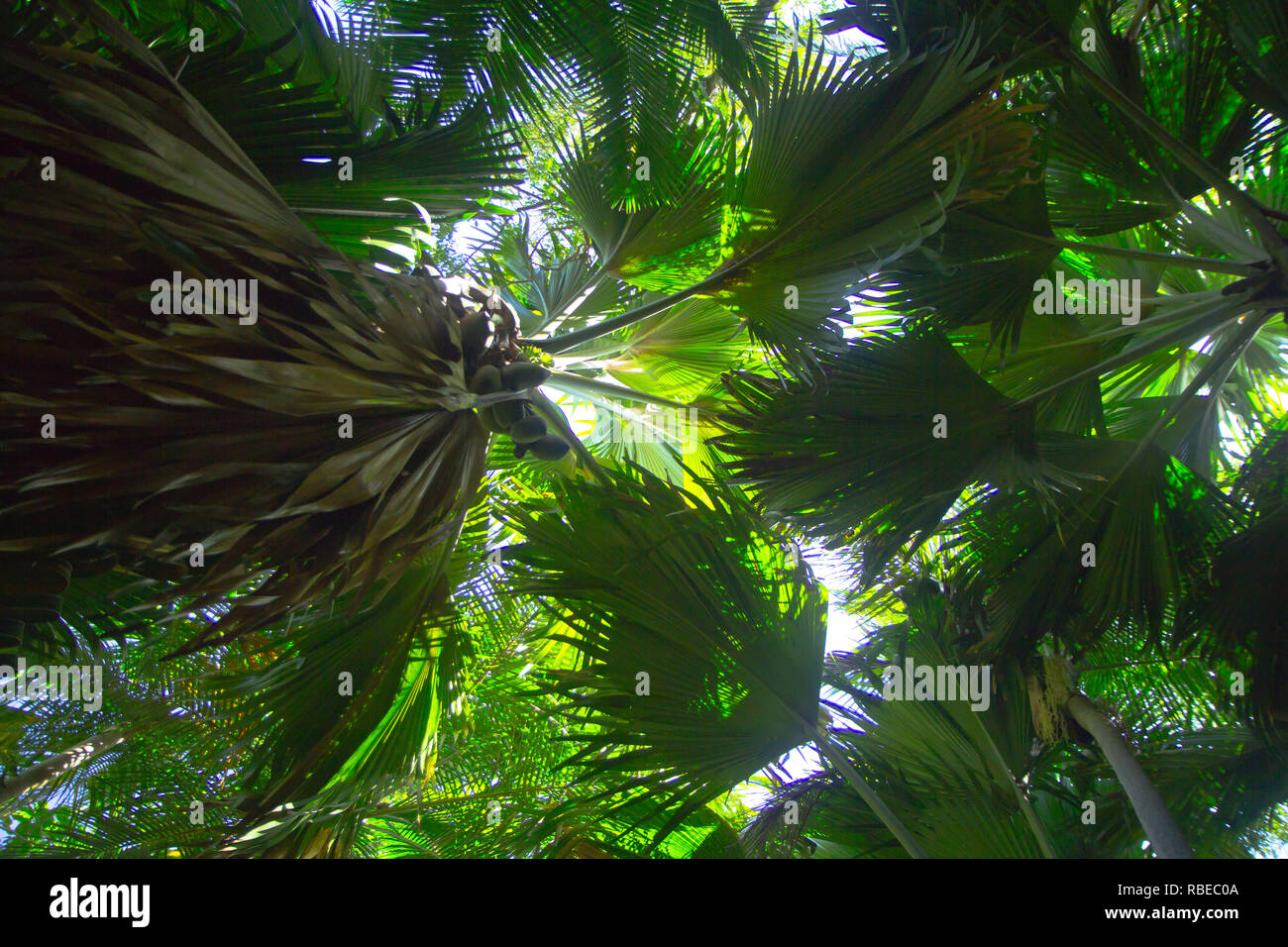L'écrou et arbre de la coco de mer, une espèce de palmier originaire de l'archipel des Seychelles dans l'Océan Indien. Banque D'Images