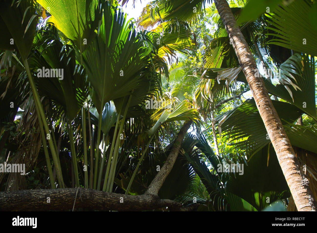 L'écrou et arbre de la coco de mer, une espèce de palmier originaire de l'archipel des Seychelles dans l'Océan Indien. Banque D'Images