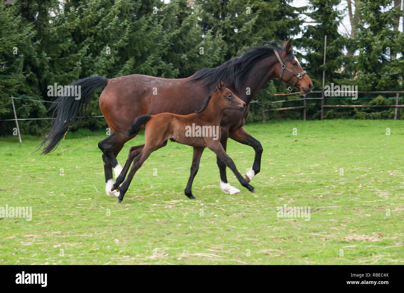 Jument et poulain de sport horse on meadow runing Banque D'Images