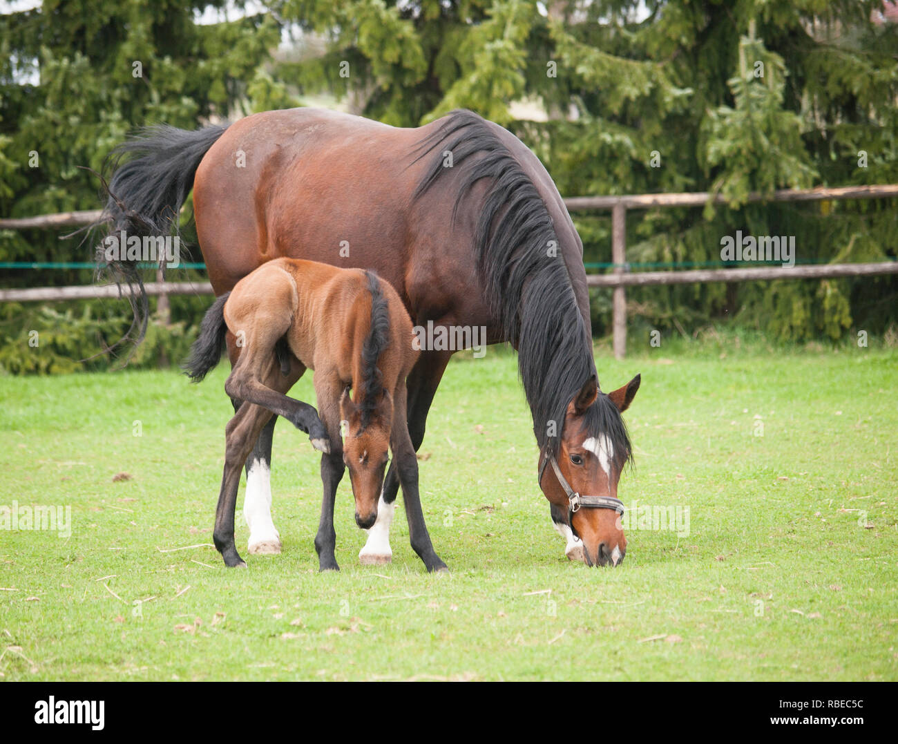 Portrait de Jument et poulain de sport horse on meadow Banque D'Images