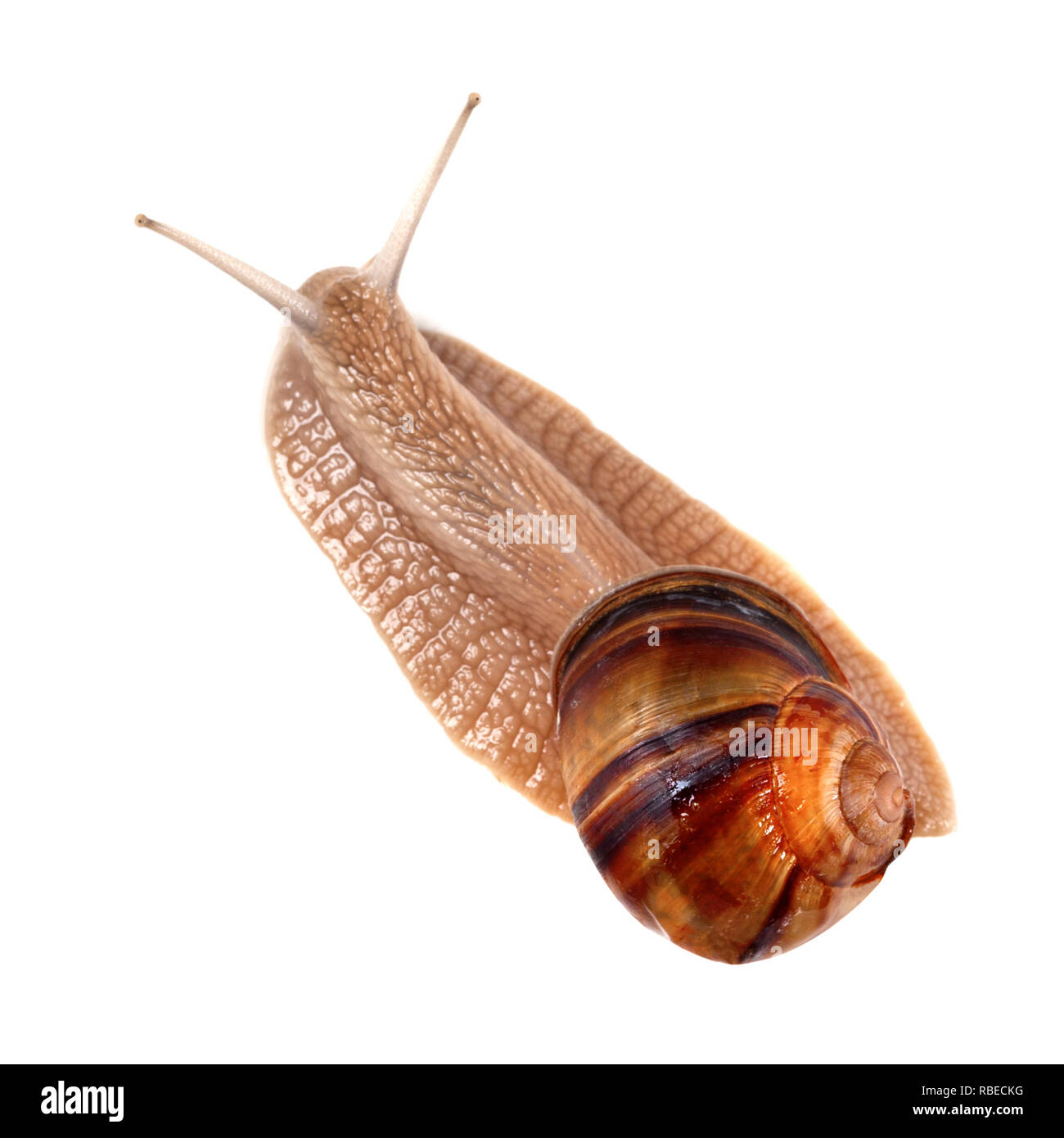 Snail isolé sur fond blanc. Vue de dessus. Banque D'Images