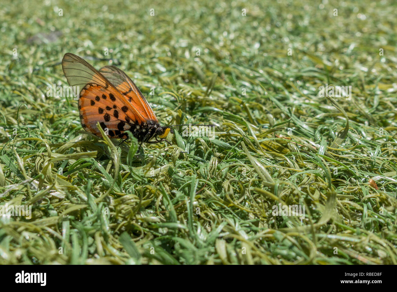 Close up d'un jardin de papillons, Acraea Acraea Horta, Nymphalidae sur le terrain en herbe. Péninsule du Cap, Afrique du Sud Banque D'Images