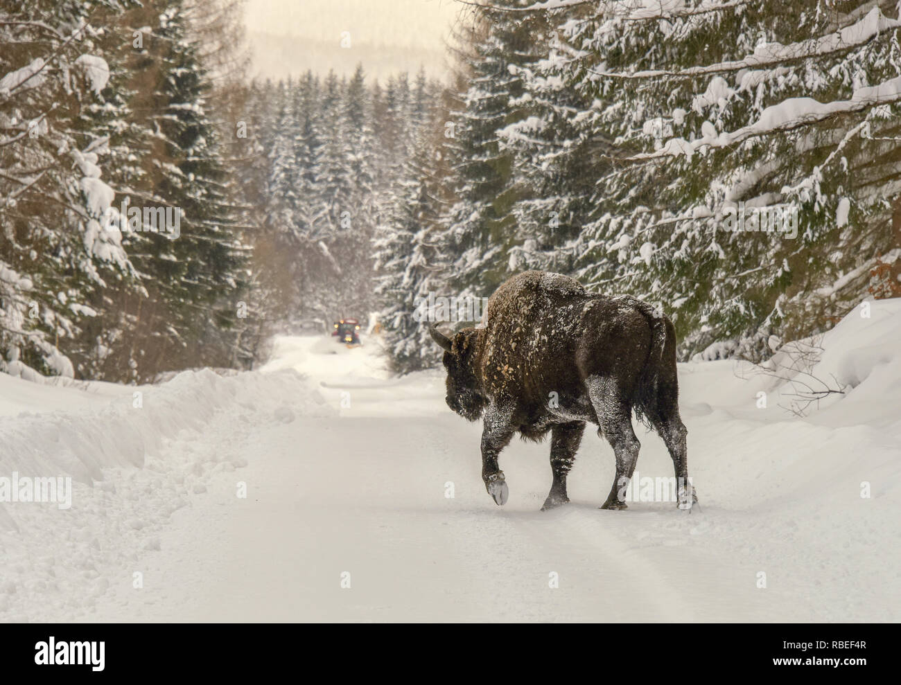 Un grand mâle Bison (Bison bonasus) passe par la route enneigée qui est dissipée par snowplugh dans le fond, les Bieszczady, Pologne Banque D'Images