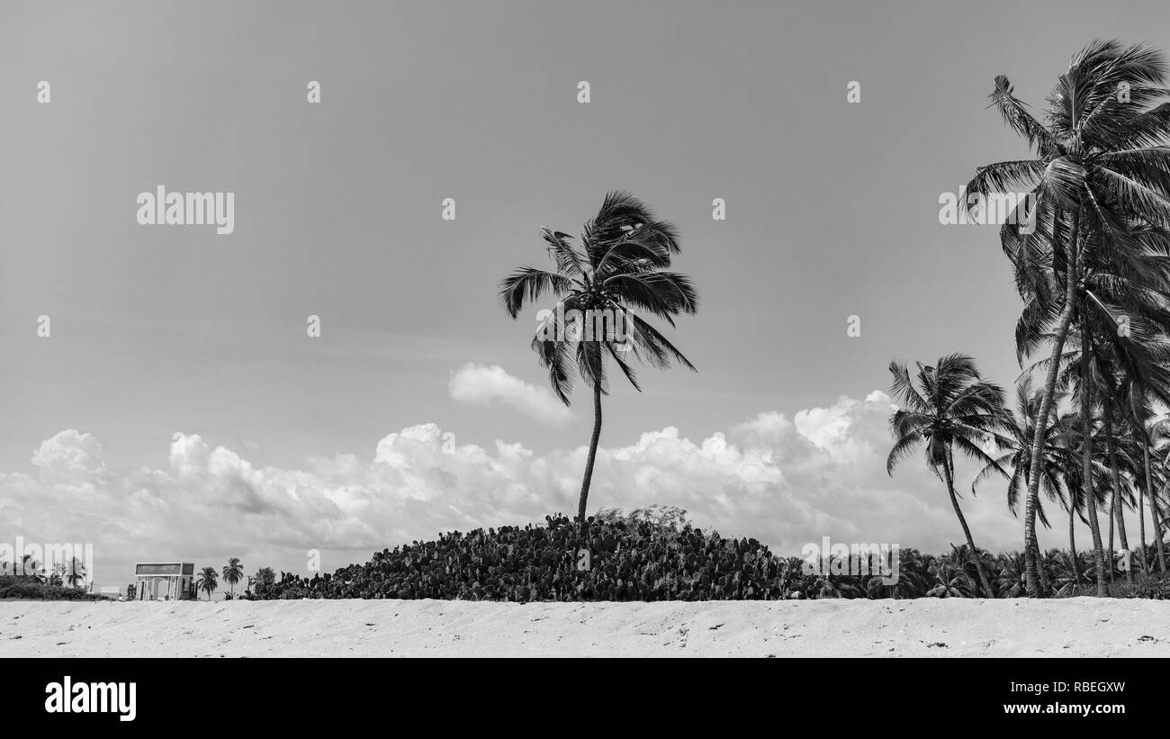 Palmiers sur la plage de Ouidah. Atlantique Ministère, Bénin, Afrique de l'Ouest. Banque D'Images