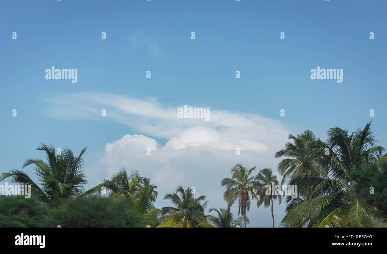 Les formations nuageuses dans l'arrière-plan plus de palmiers au bord de la mer à Ouidah dans le golfe de Guinée. Atlantique Ministère, au Bénin. Banque D'Images