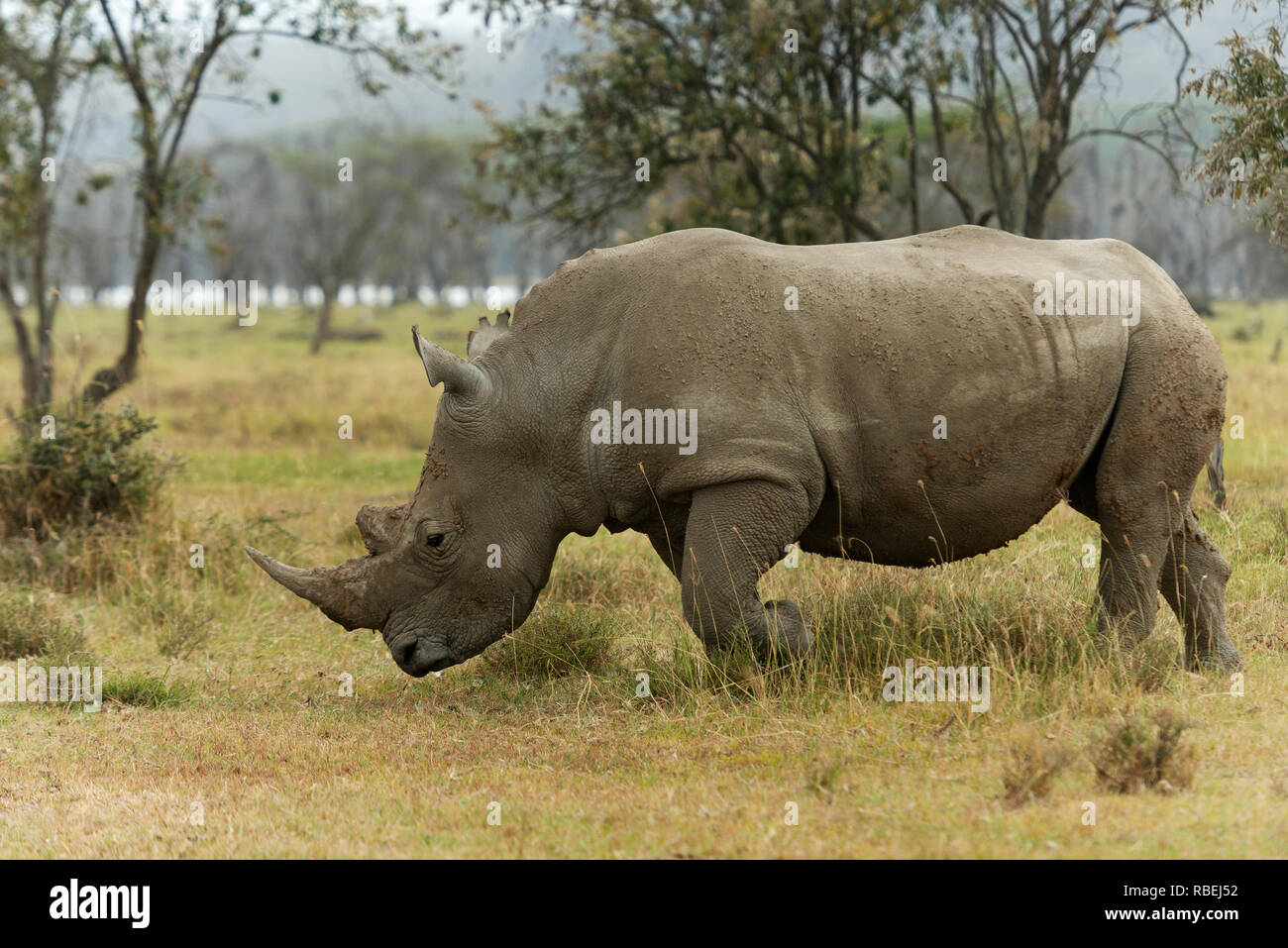 Le rhinocéros blanc, Ceratotherium simum le pâturage dans le lac Nakuru, Kenya, Africa Banque D'Images