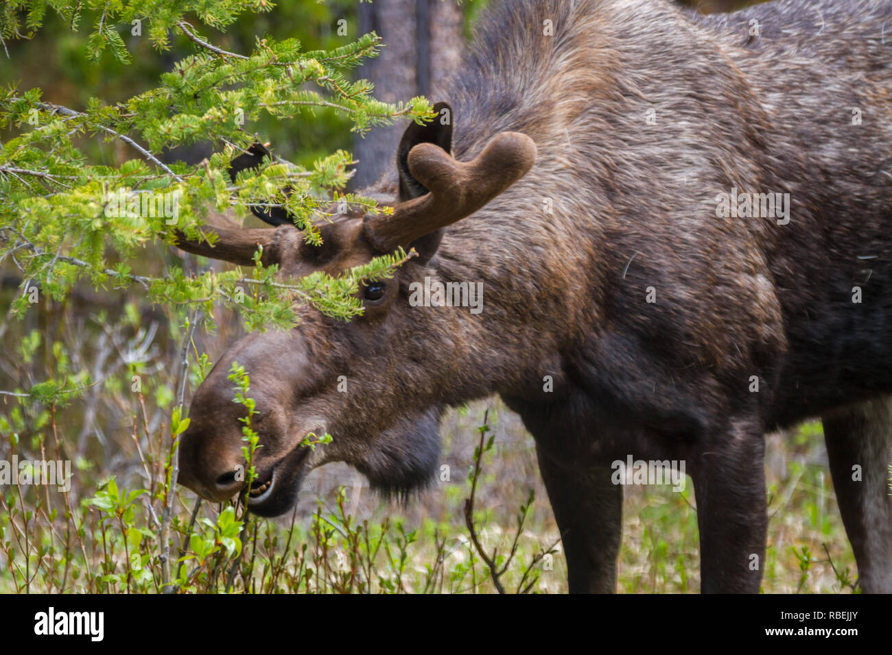 Gros plan du bull moose moose - appelé elk en Europe - en quête de nourriture dans le parc national Jasper, Alberta, Canada. Les bois d'orignaux, des dents, manteau. Banque D'Images