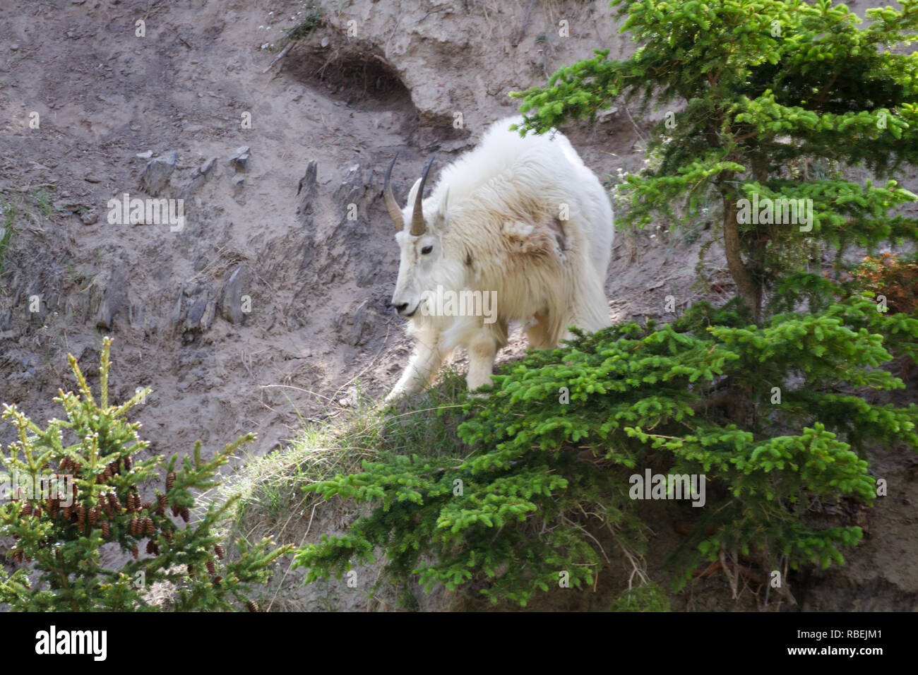 Le pied sûr la chèvre de montagne avec couche de blanc à la recherche de nourriture chez les arbres verts sur des montagnes dans le parc national Jasper, Alberta, Canada. Banque D'Images