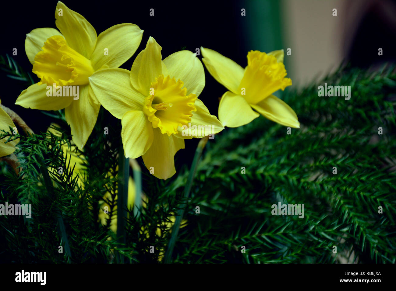 Le Narcisse Jaune Narcissus Poeticus Bouquet De Fleurs