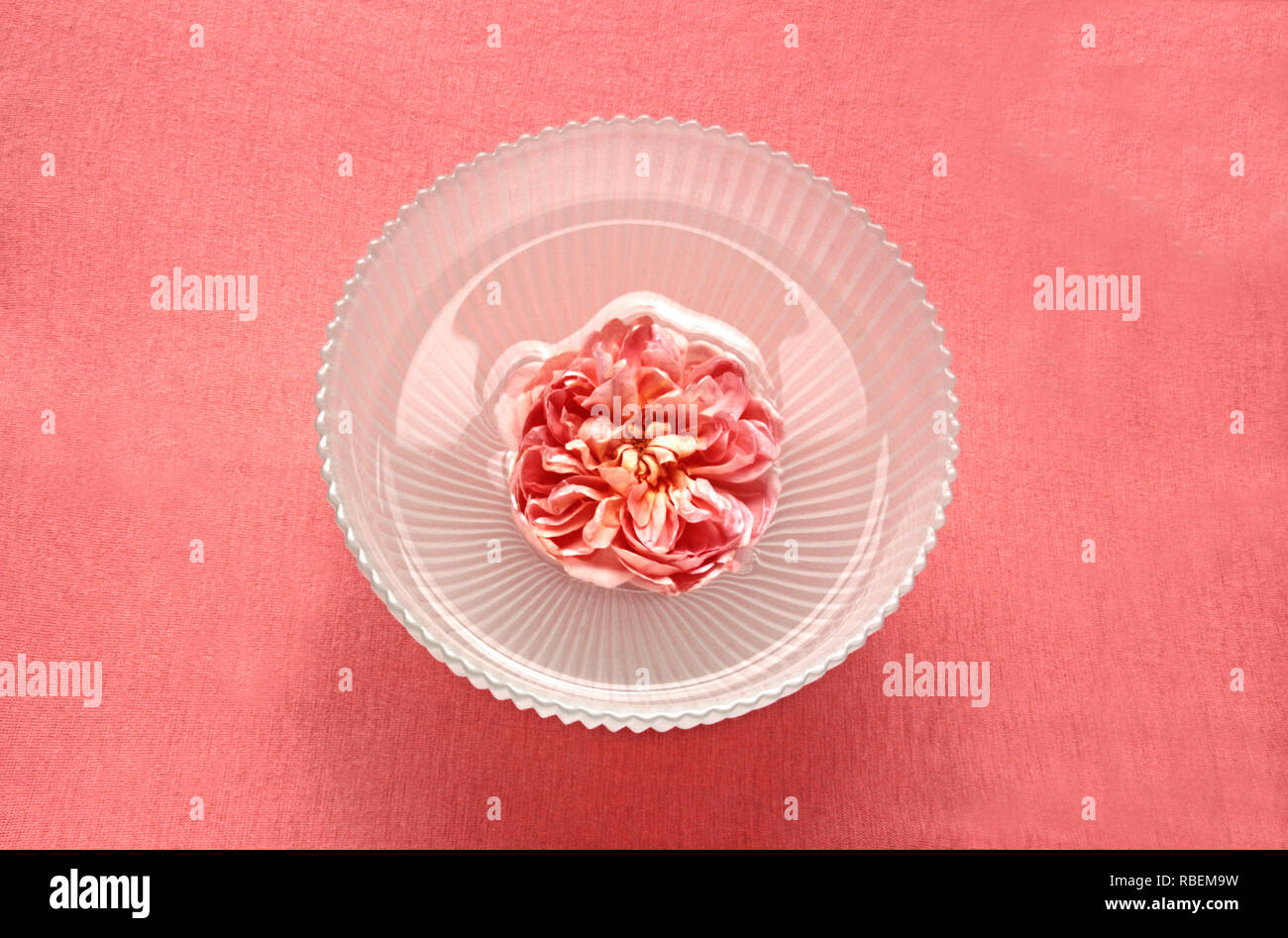 Pétale de Rose rose nageant dans une cuvette d'eau, fond rose Banque D'Images