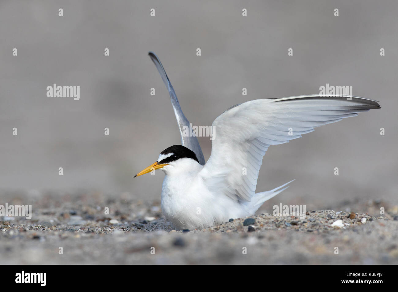 Sterne naine (Sternula albifrons / Sterna albifrons) diffuser les ailes sur la plage à la fin du printemps / été Banque D'Images